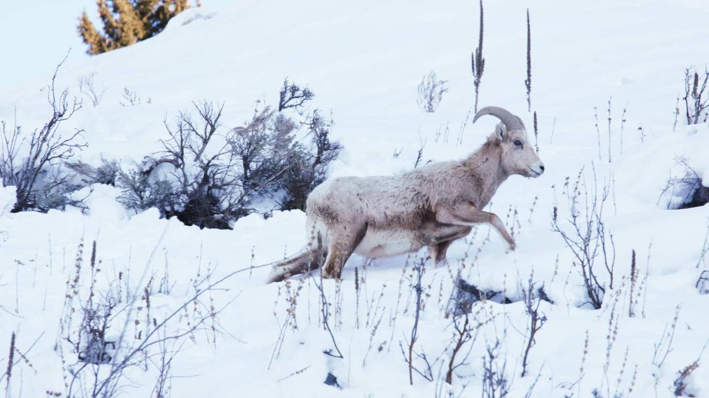 bighorn sheep, grand teton national park winter
