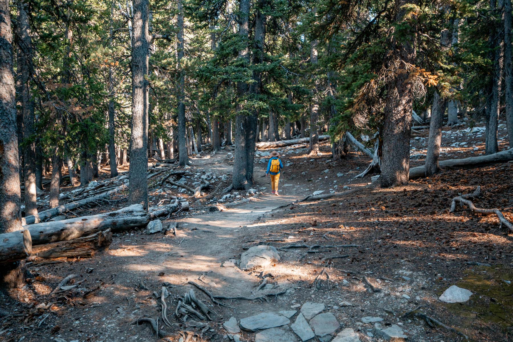 things to do in great basin national park nevada
