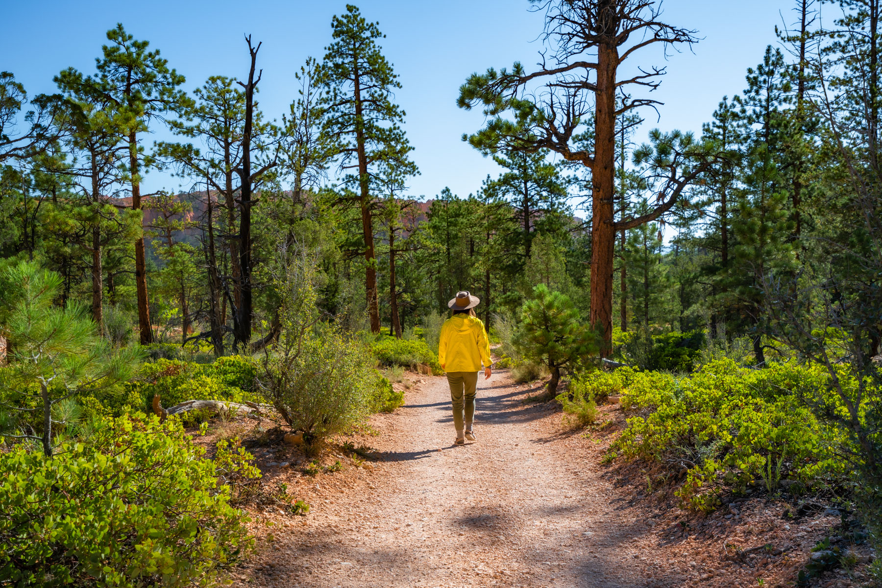 bristlecone trail, bryce canyon national park utah