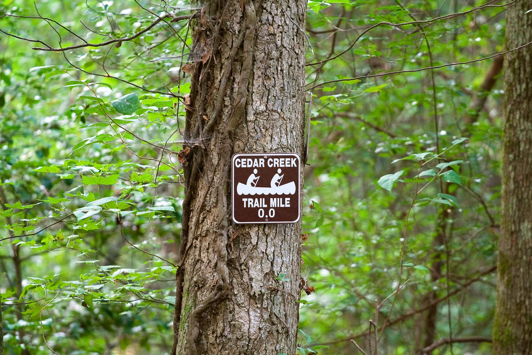 congaree national park