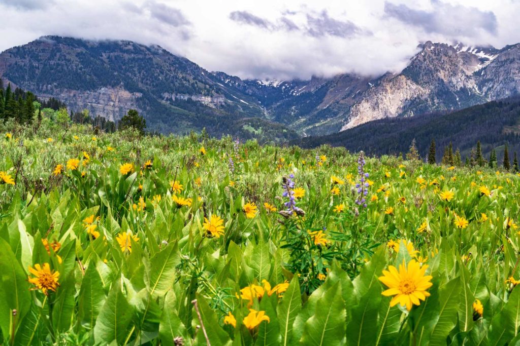 bridger teton national forest wildflowers