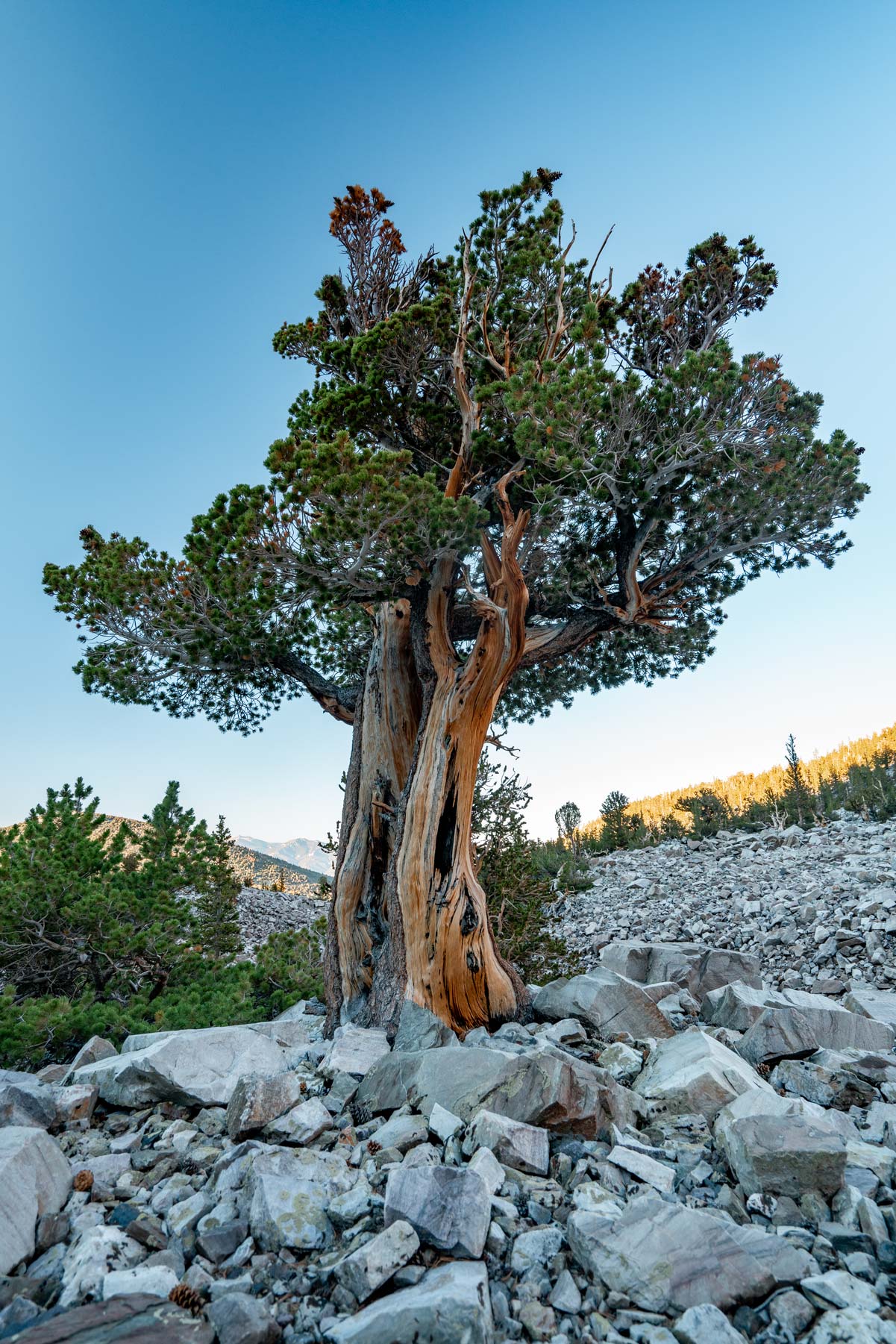 things to do in great basin national park nevada