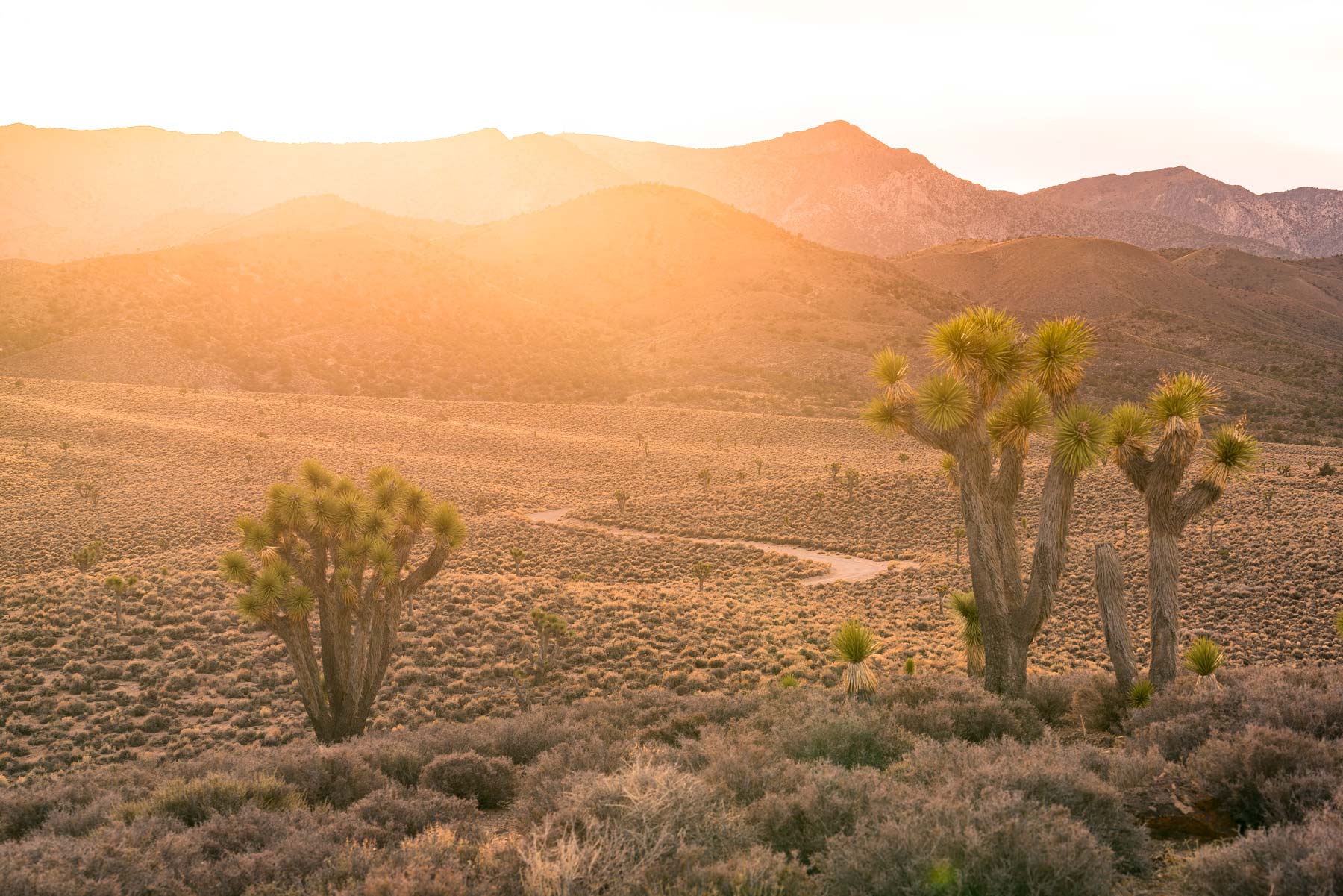 Lee Flat Joshua Tree Forest Death Valley