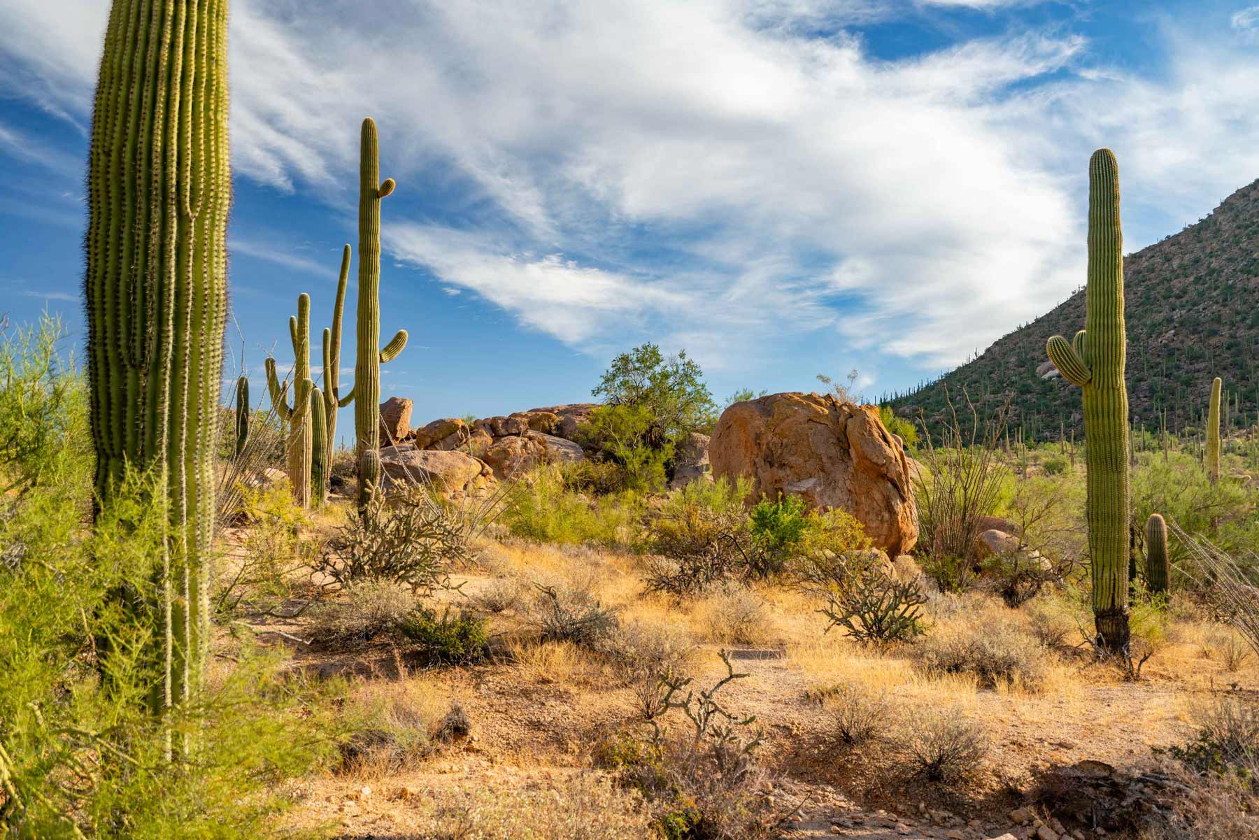 saguaro national park tucson arizona