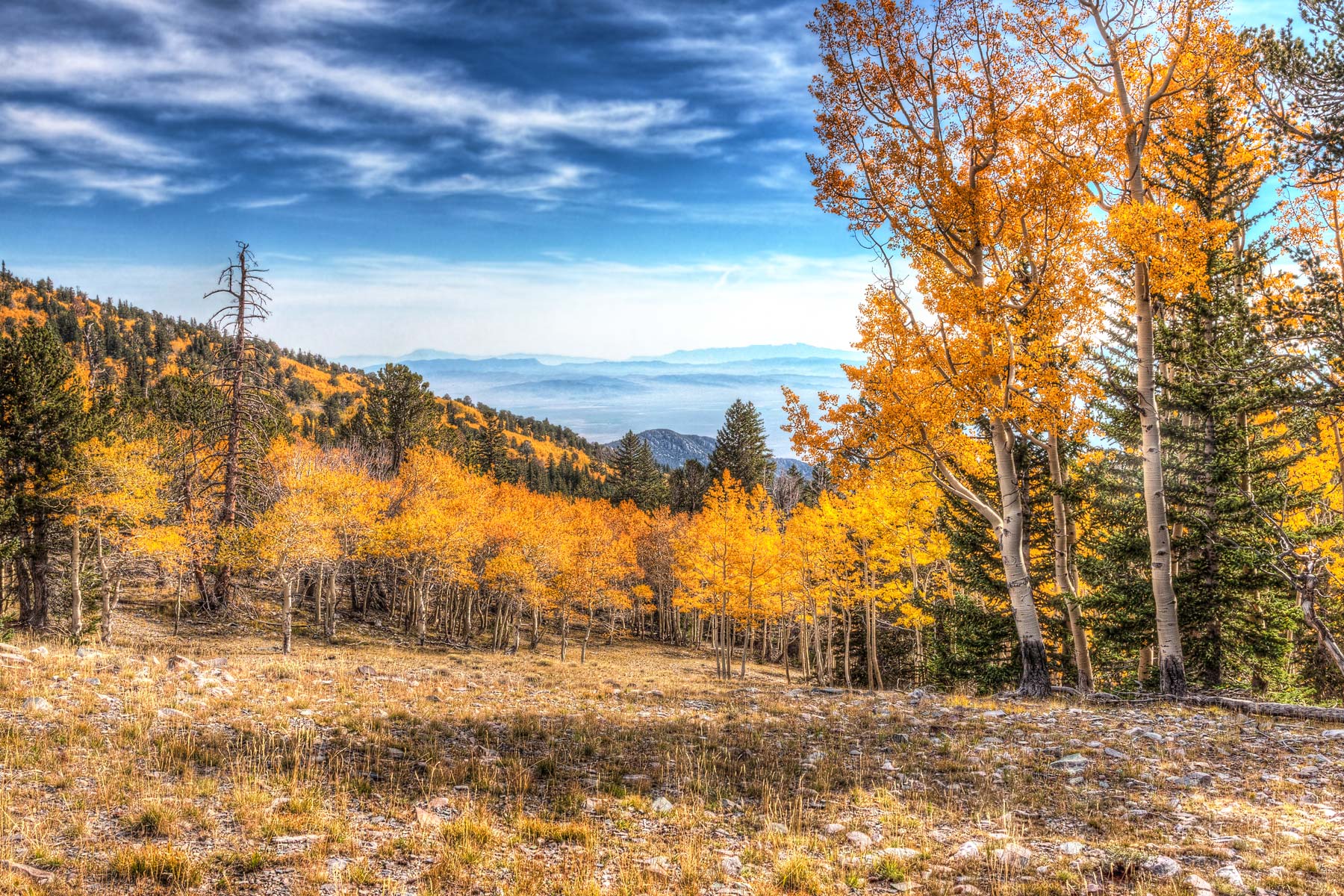 timber creek trail fall foliage great basin national park
