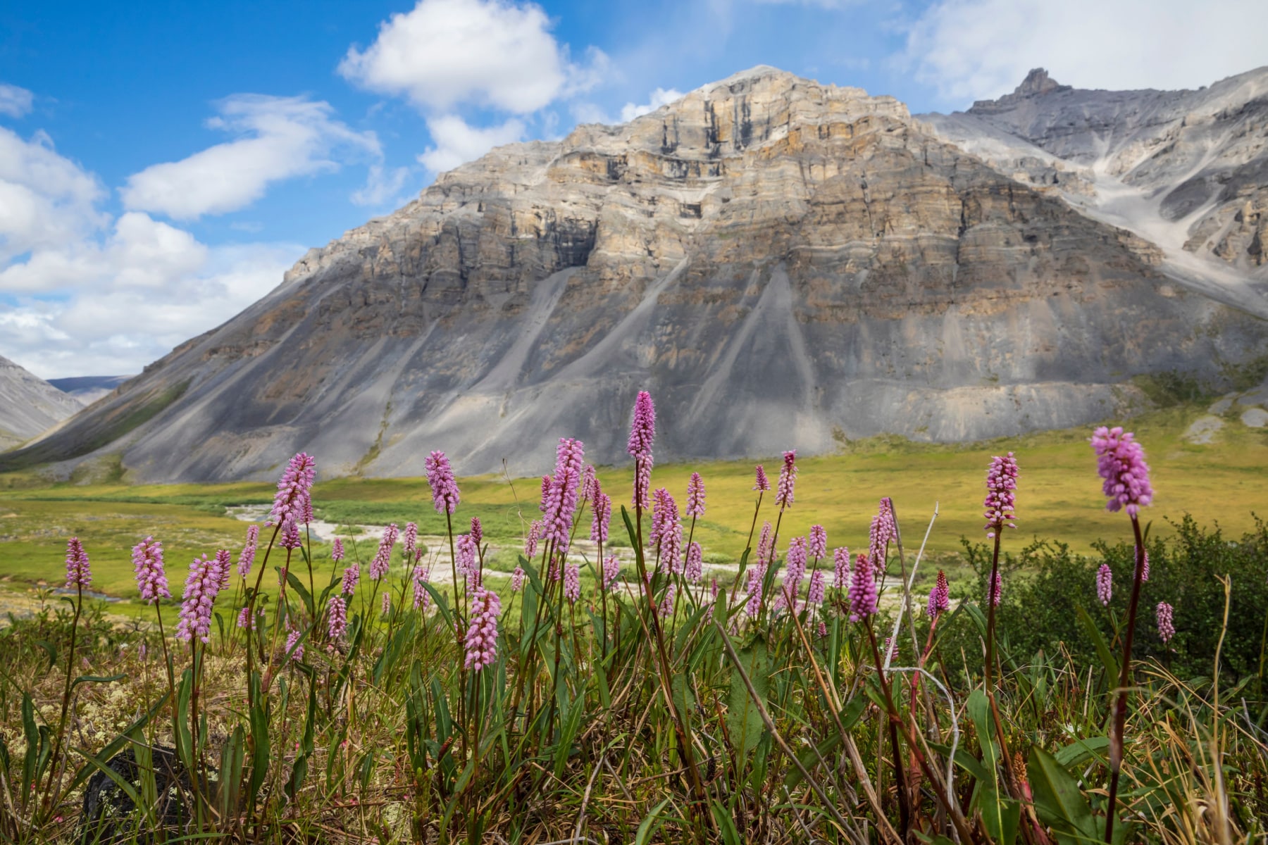 Gates of the Arctic mountains with purple wildflowers in the foreground. The least visited national park in America in 2023.