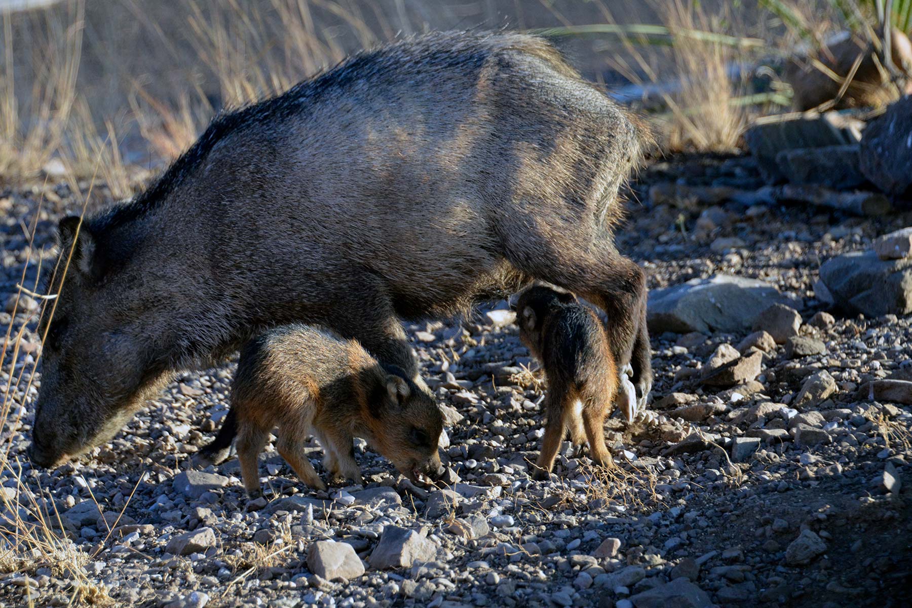 things to do big bend national park texas