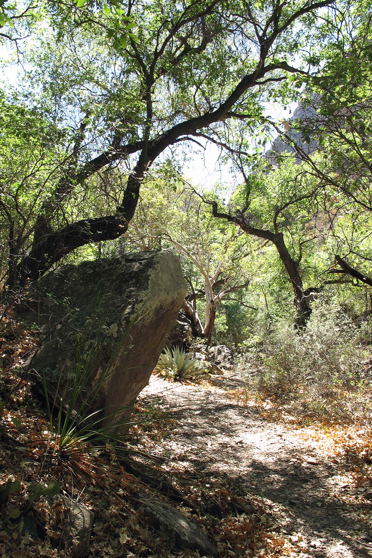 juniper canyon trail big bend