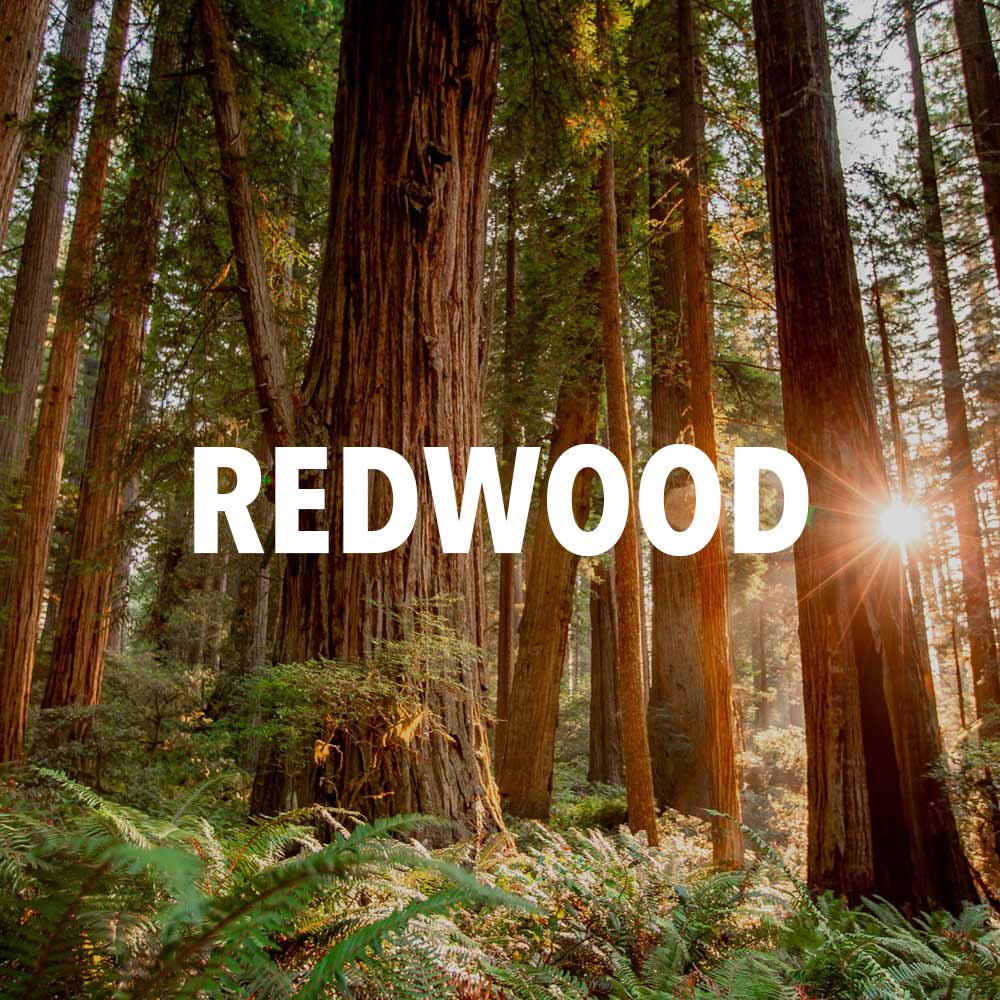 redwood national park