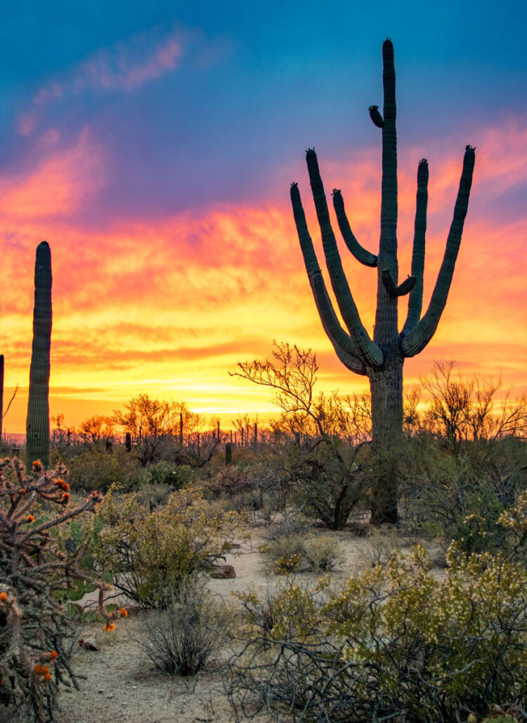 Saguaro National Park Facts