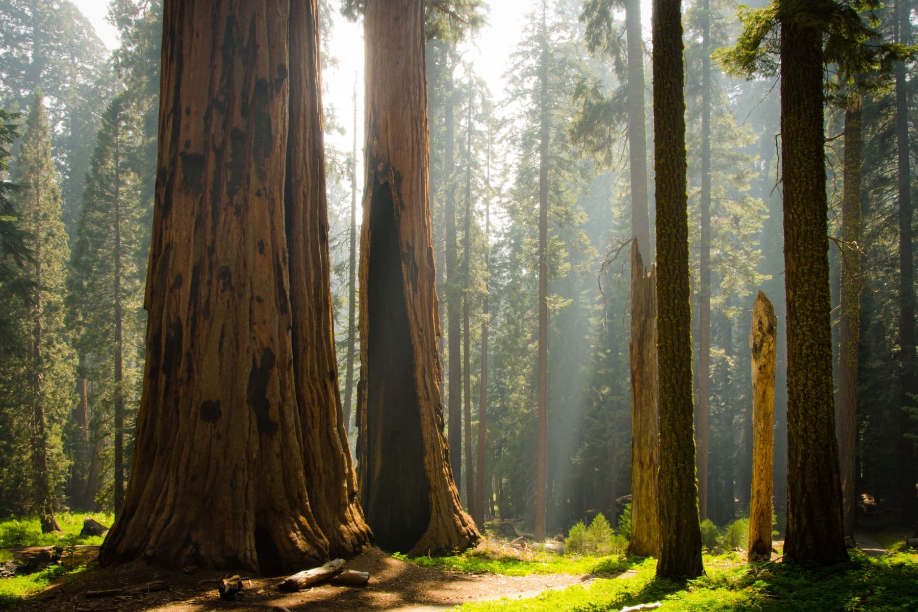 Kings Canyon National Park Facts