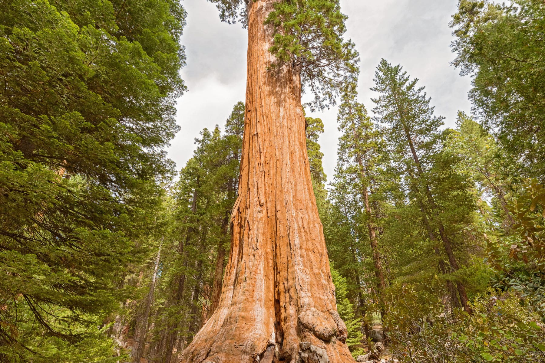 Kings Canyon National Park Facts