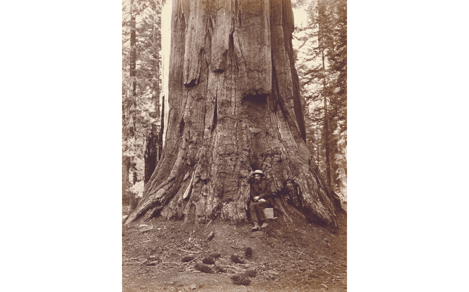 The General Grant Tree | Kings Canyon National Park Facts