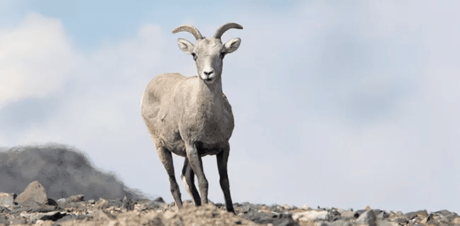 Bighorn Sheep